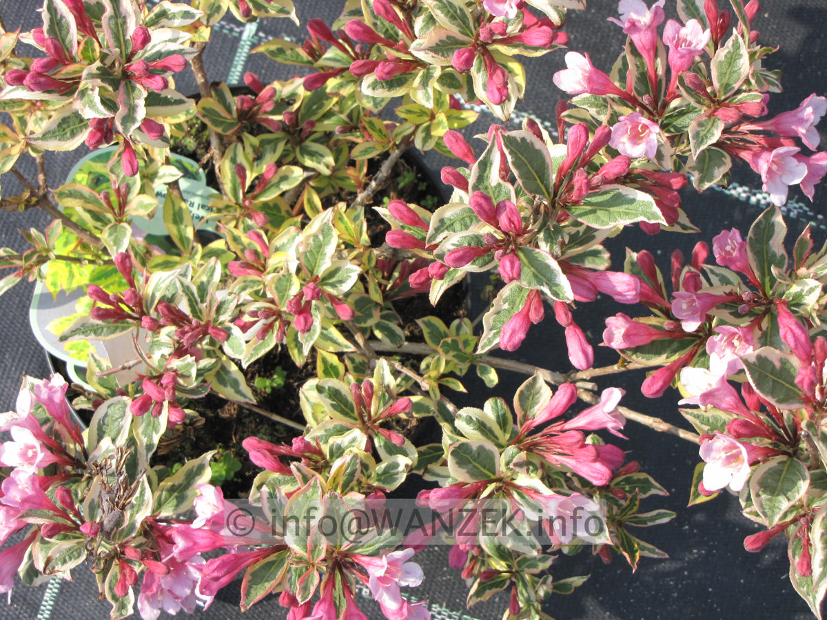 Weigela florida Magical Rainbow 02.JPG